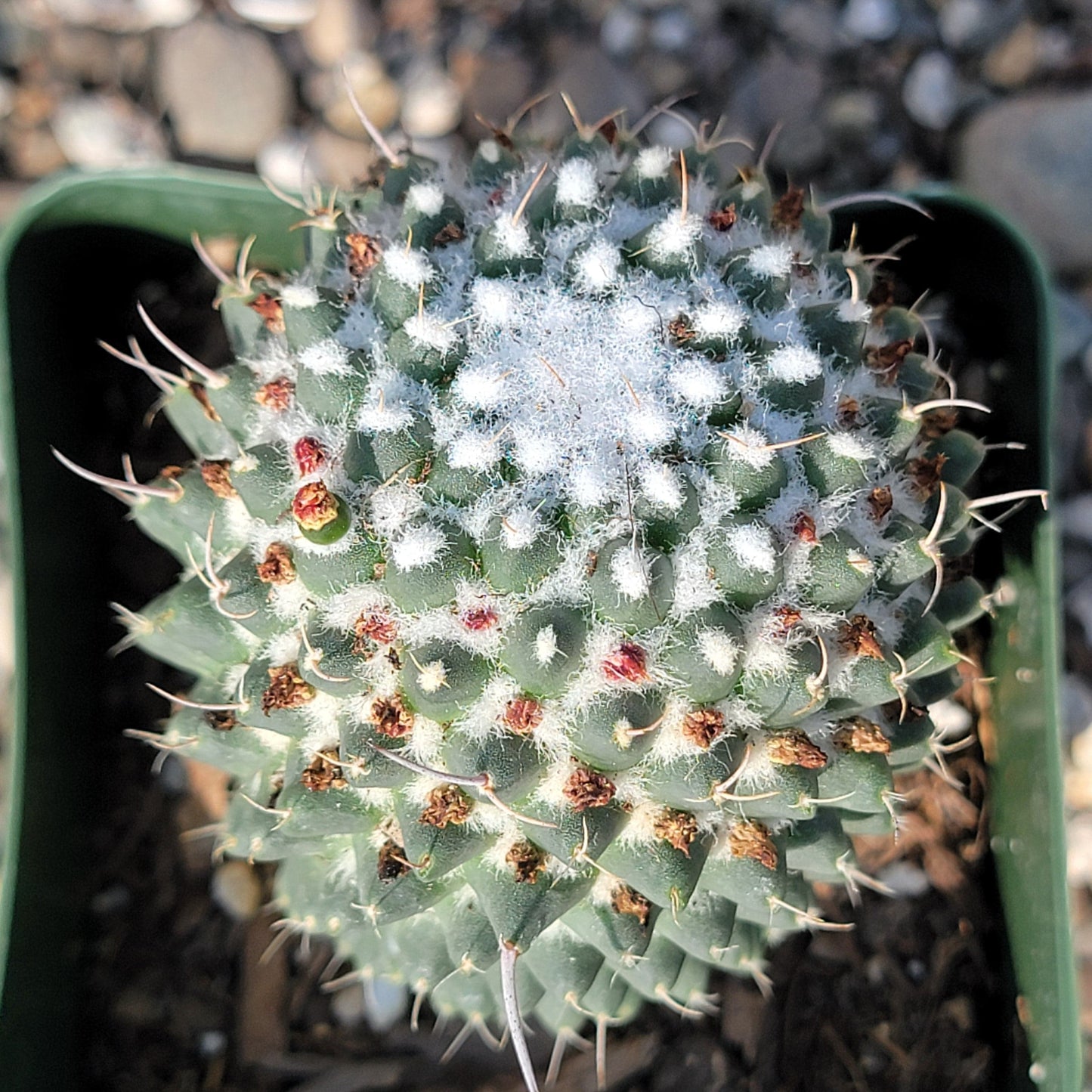 Mammillaria polythele 'Toluca' - 4 Inch Assorted - Cactus - DesertScapeSucculent