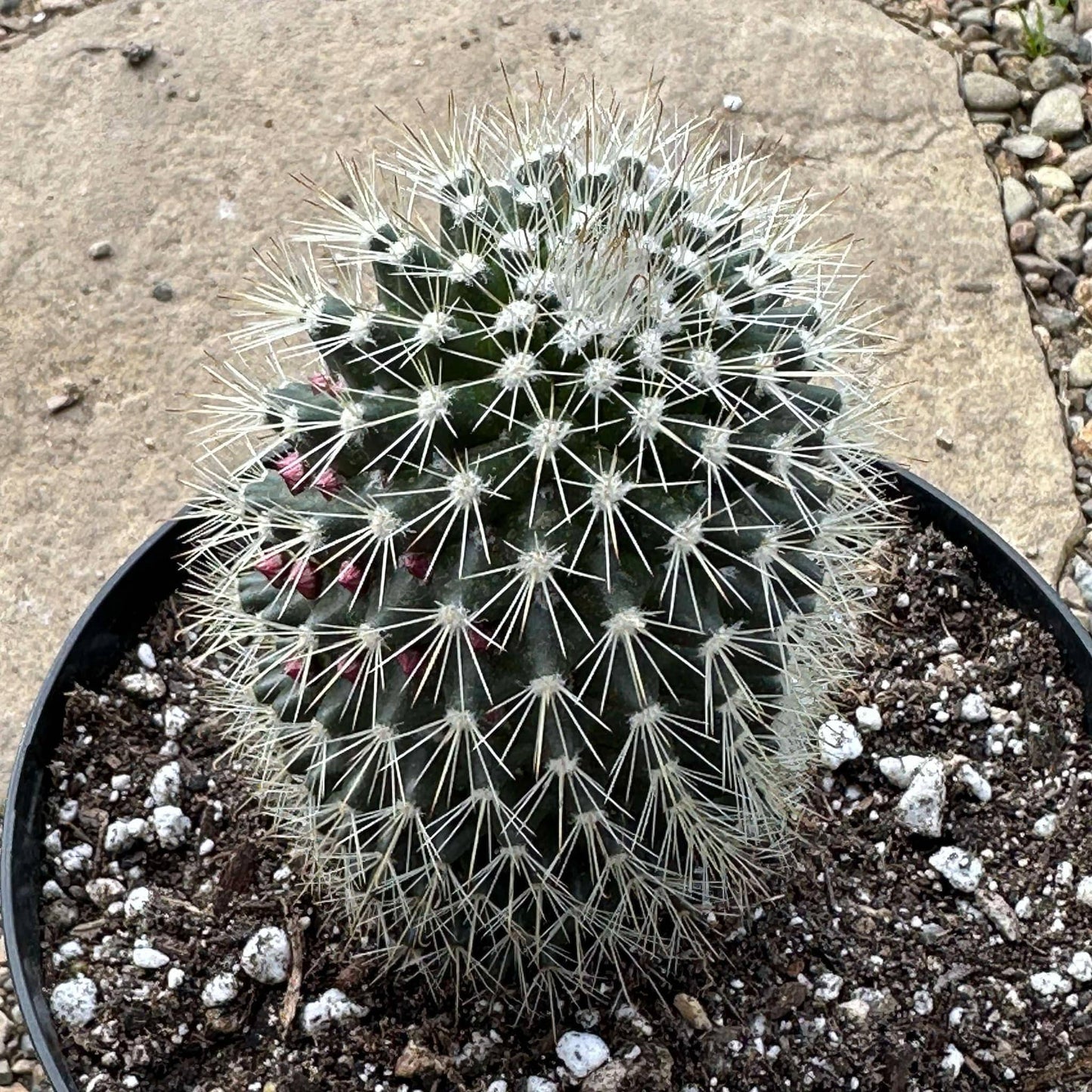 Mammillaria spinosissima f. rubrispina - 6 Inch Assorted - Succulent - DesertScapeSucculent