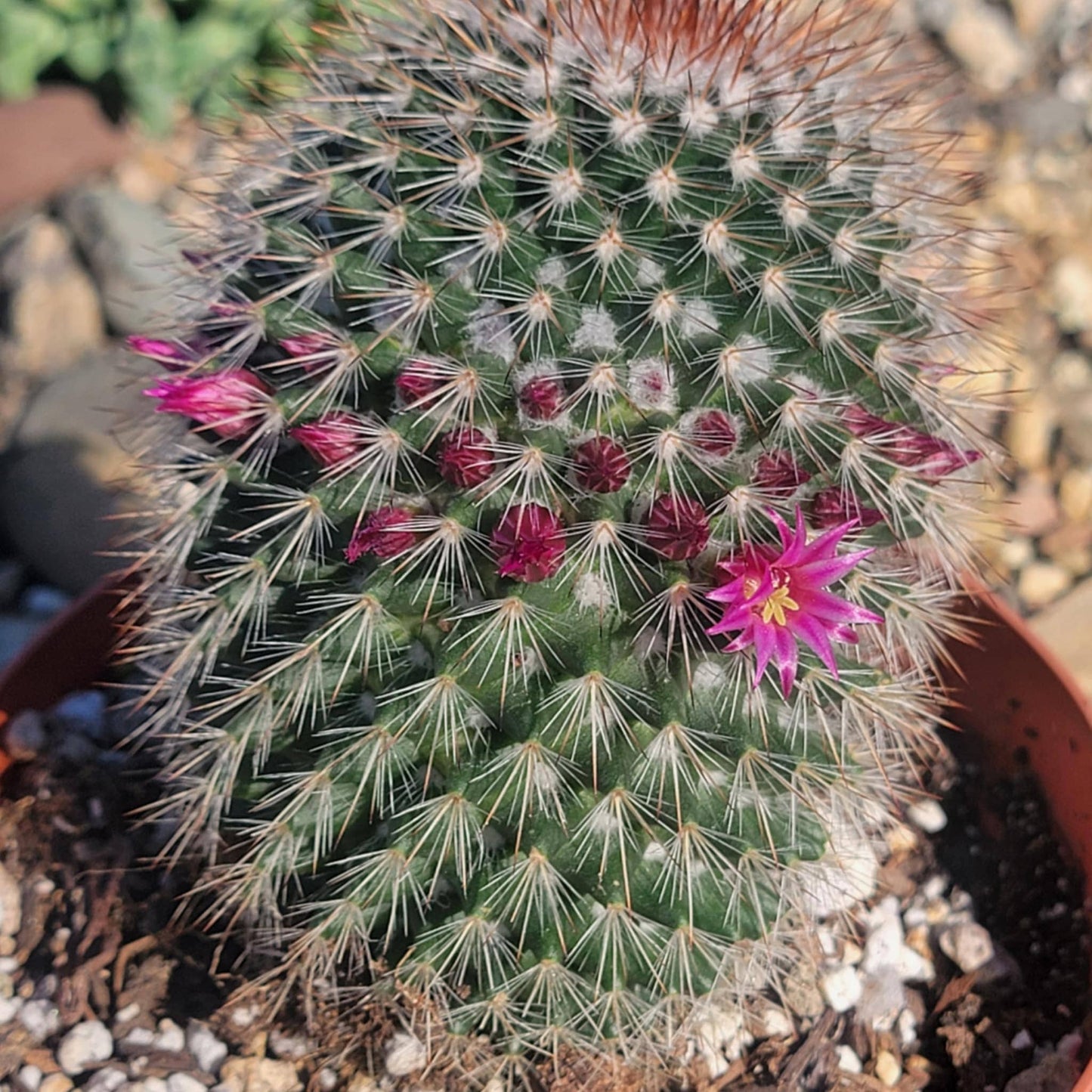 Mammillaria spinosissima 'Red-Headed Irishman' - 6 Inch Assorted - Succulent - DesertScapeSucculent