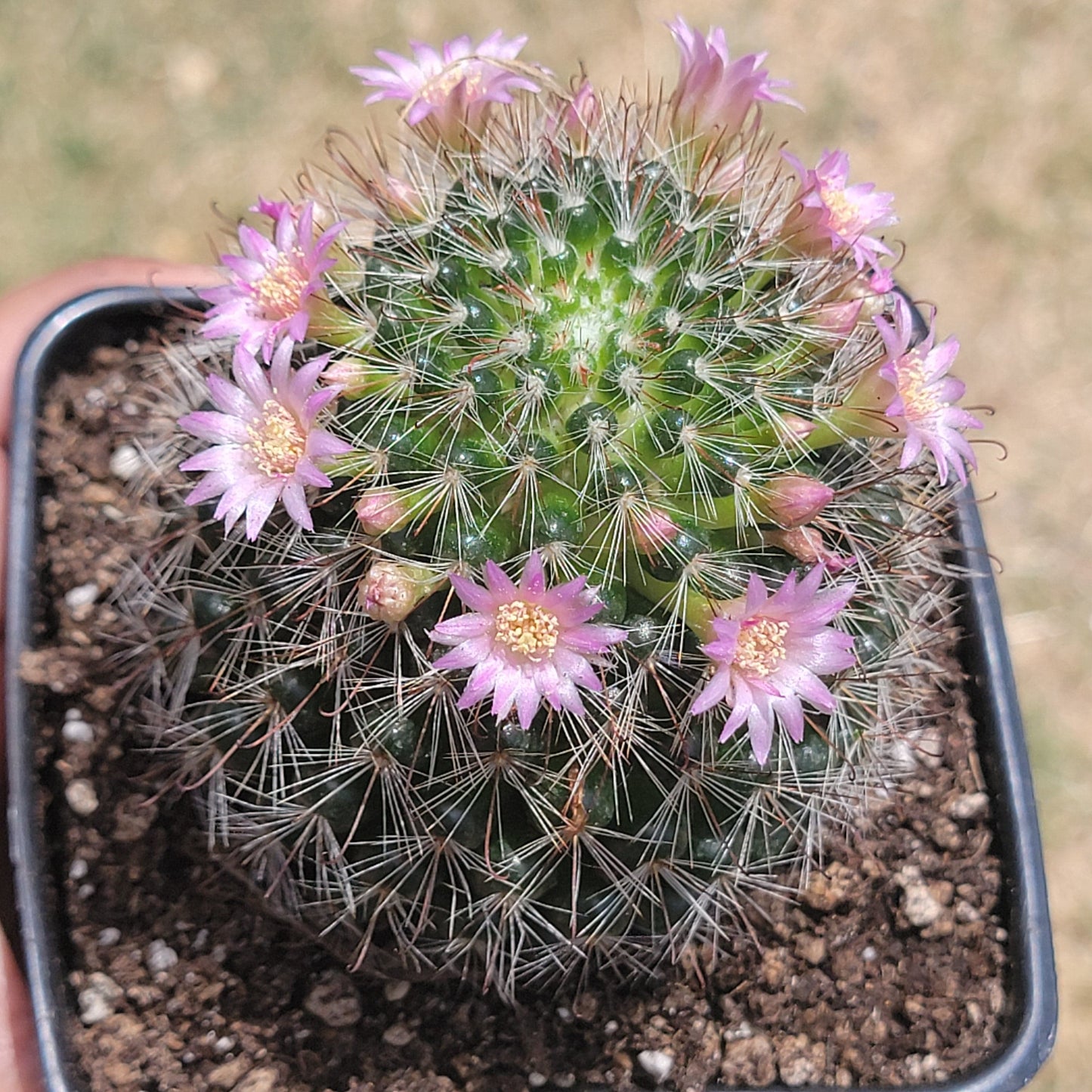 Mammillaria Spinosissima 'Spiny Pincushion Cactus' - Single 4 Inch A - Succulent - DesertScapeSucculent