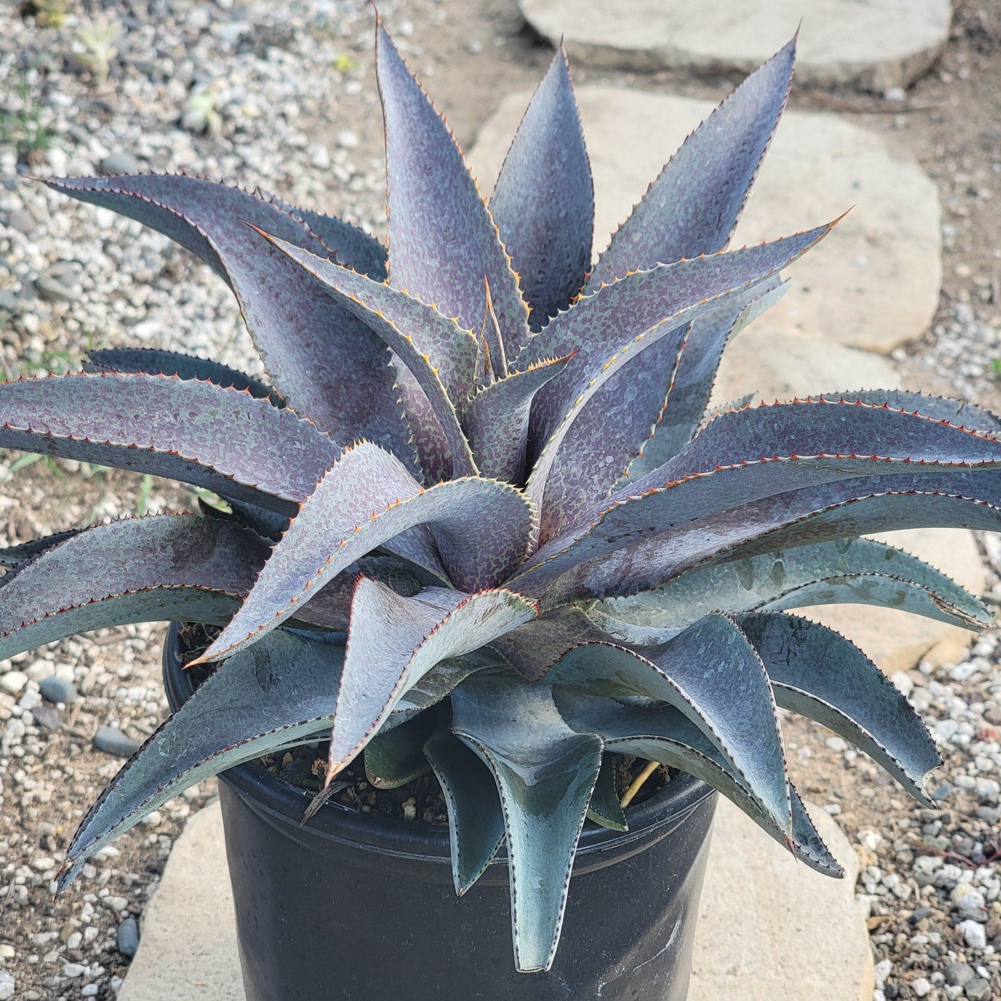 Mangave 'Purple People Eater' - 1 gal Assorted - Succulent - DesertScapeSucculent