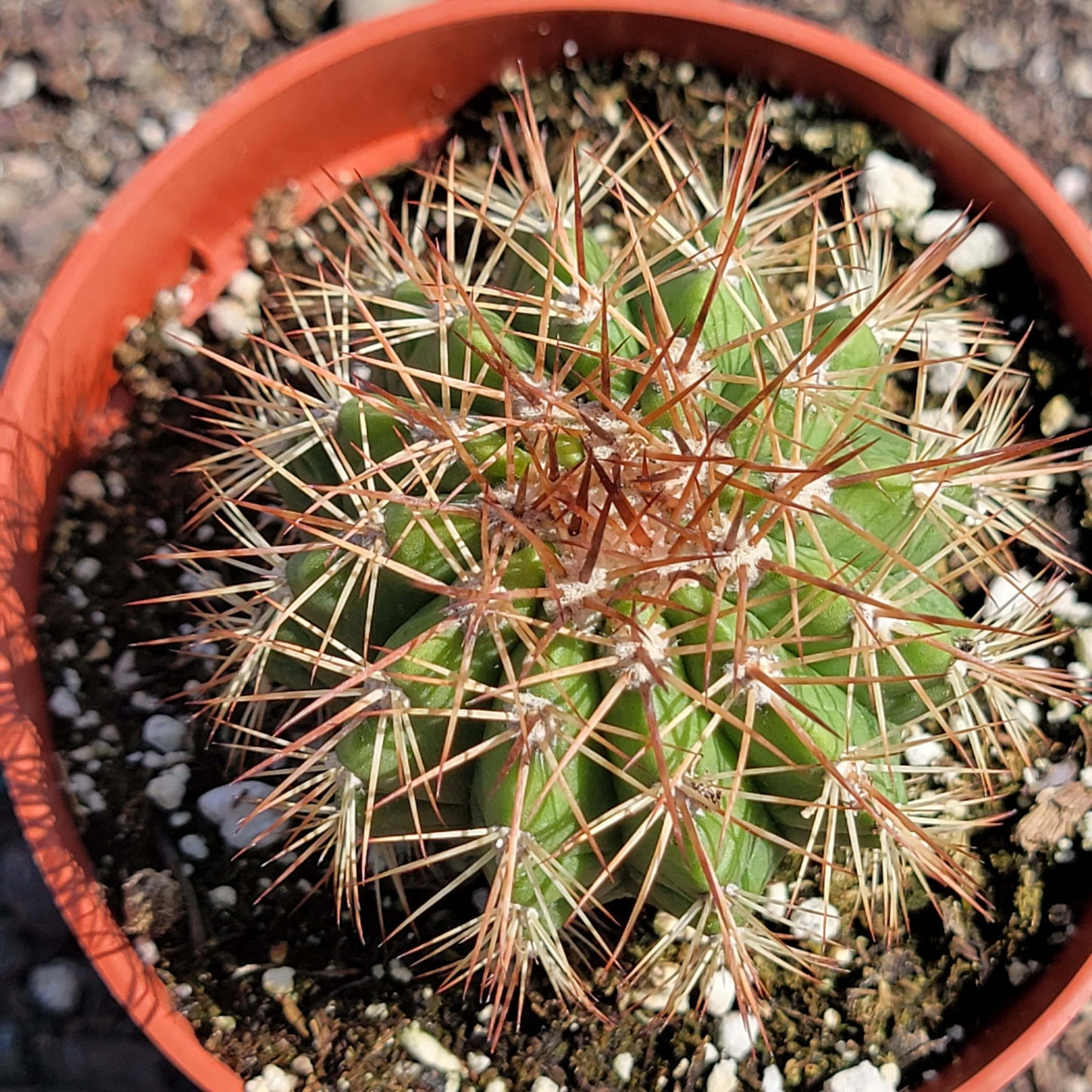 Melocactus oreas - 4 Inch Assorted - Succulent - DesertScapeSucculent