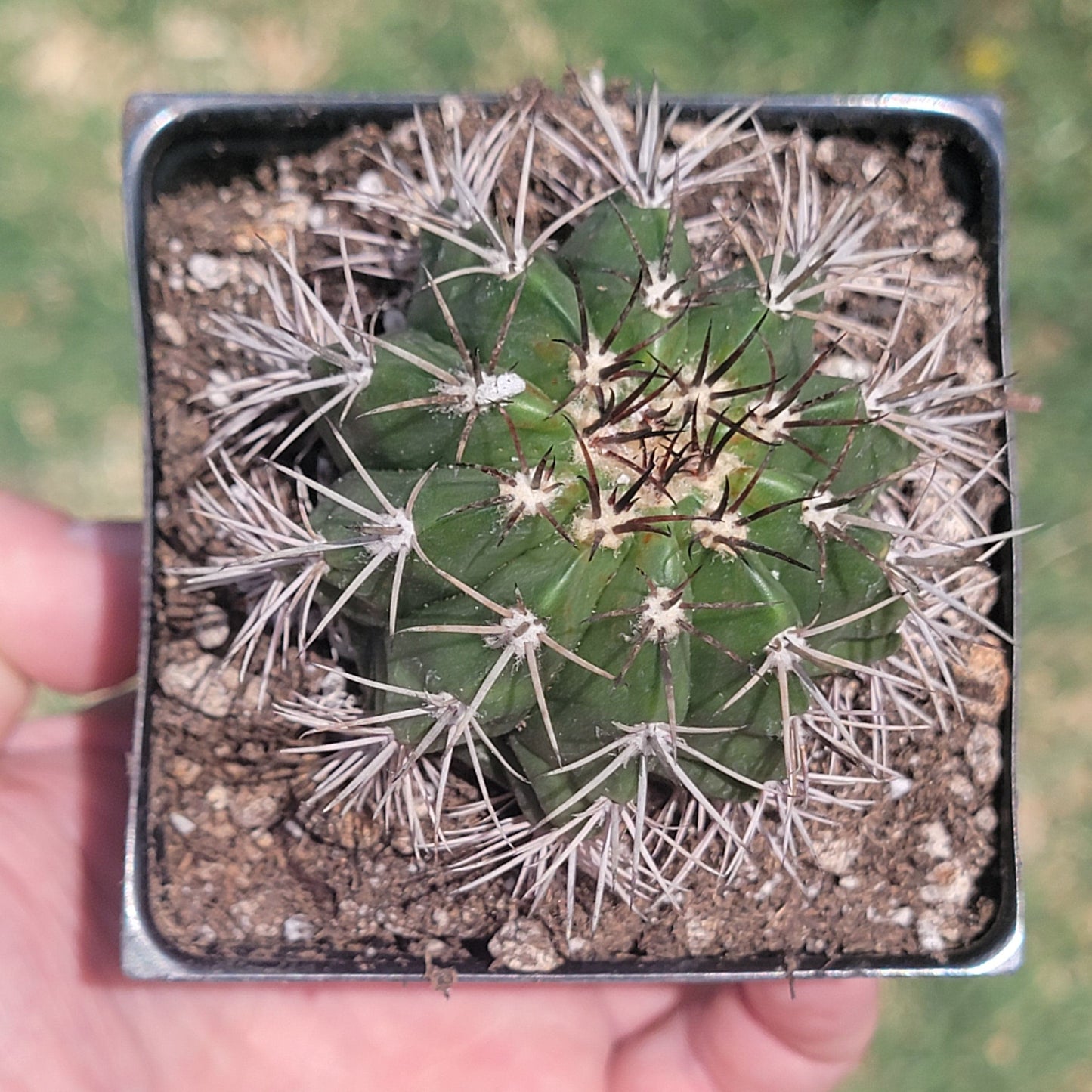 Melocactus Violaceus 'Turk's Cap' - Single 4A - Succulent - DesertScapeSucculent