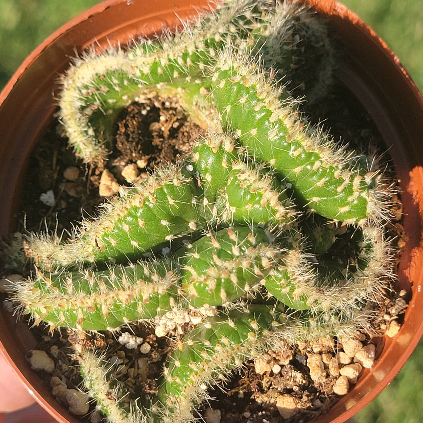 Opuntia cylindrica cristata 'Emerald Aisle' - 4 Inch Assorted - Cactus - DesertScapeSucculent