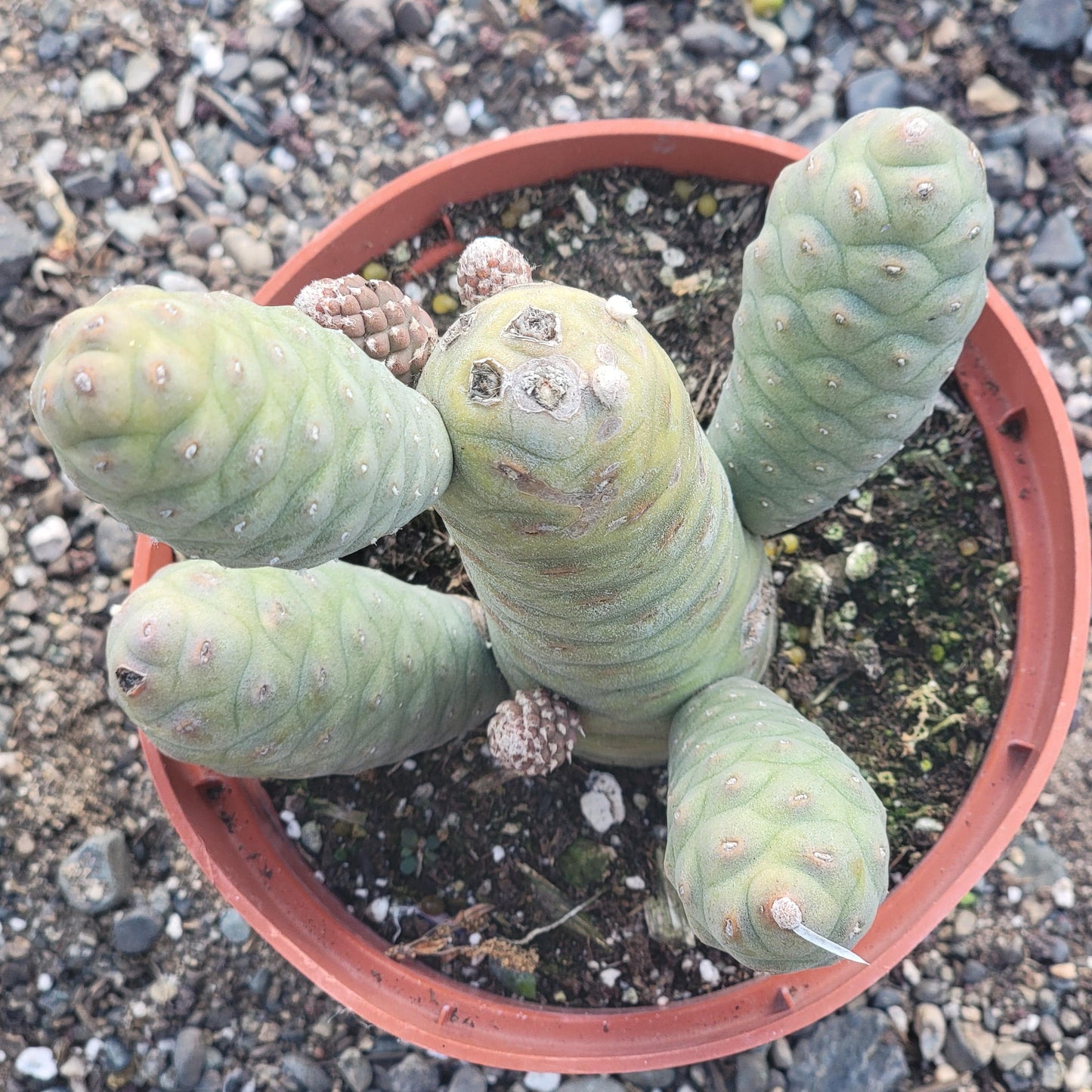 Opuntia turpinii - 6 Inch Assorted - Succulent - DesertScapeSucculent