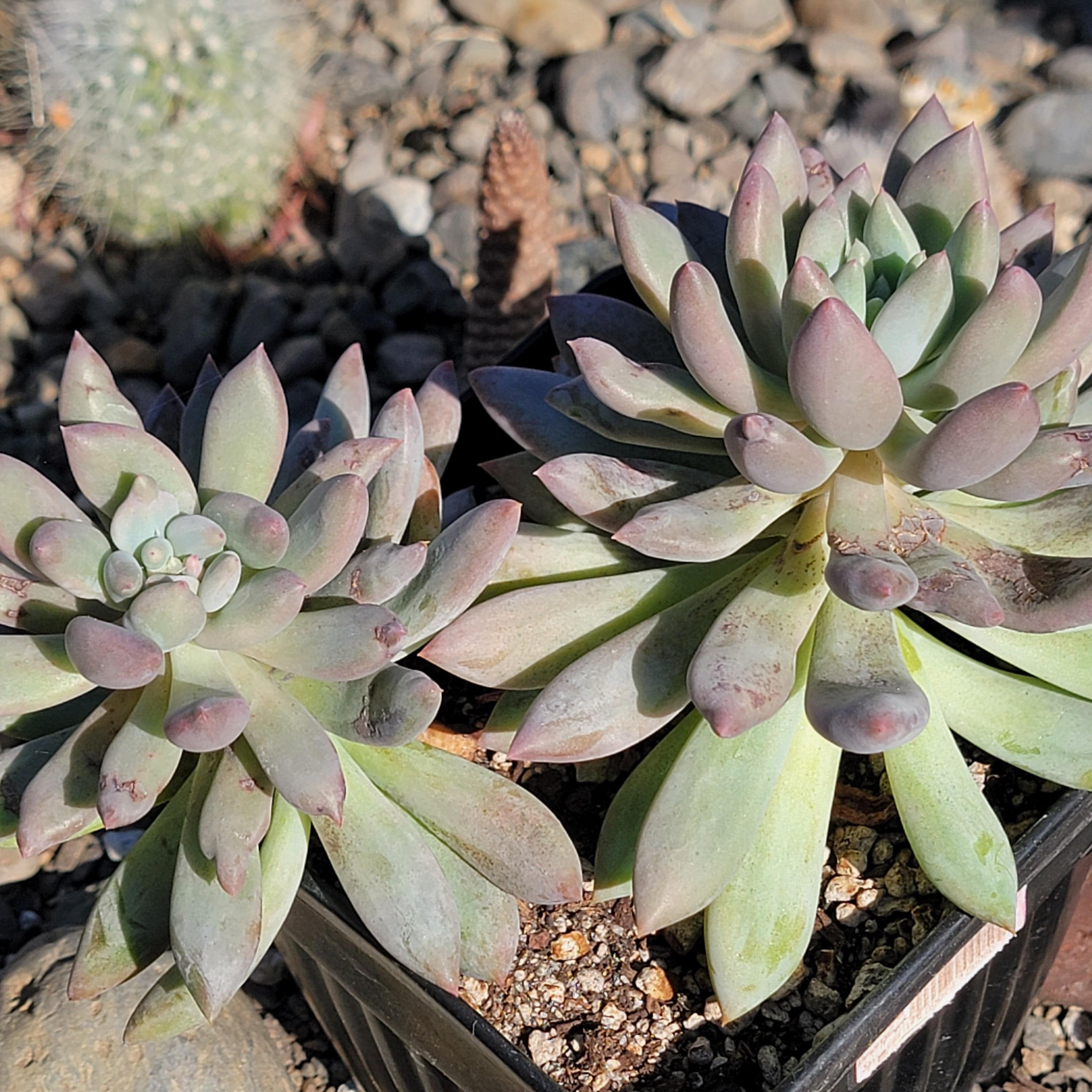 succulent fingers plant Pachyphytum 'Angel Fingers' – DesertScapeSucculent