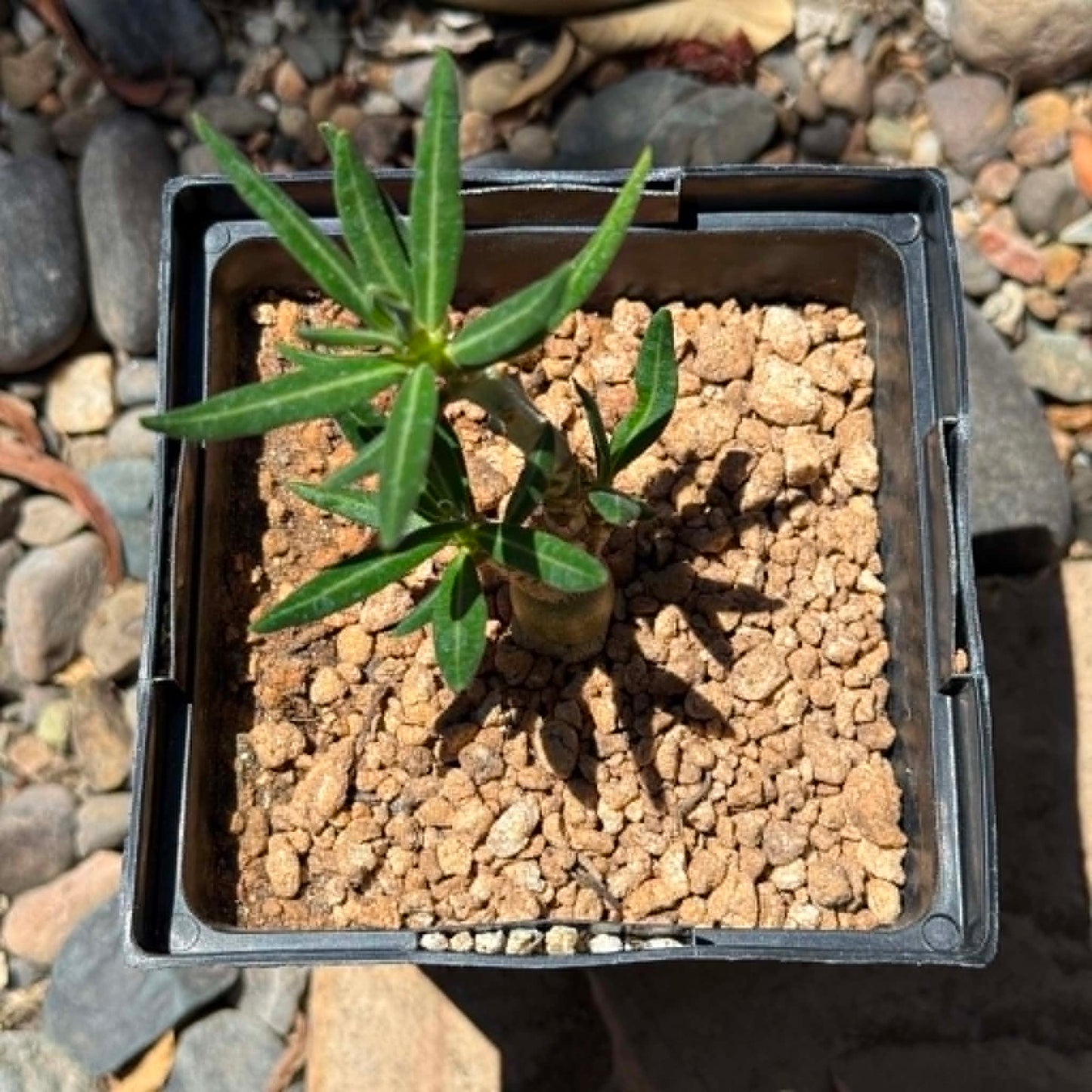 DesertScapeSucculent Succulent 6 Inch Assorted Pachypodium succulentum x bispinosum