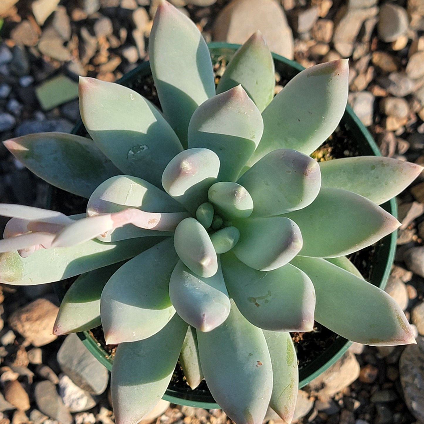 Pachyveria 'Glauca' - 4 Inch Assorted - Succulent - DesertScapeSucculent