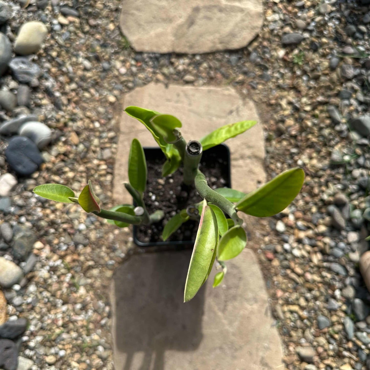 Pedilanthus bracteatus - 6 Inch Assorted - Succulent - DesertScapeSucculent