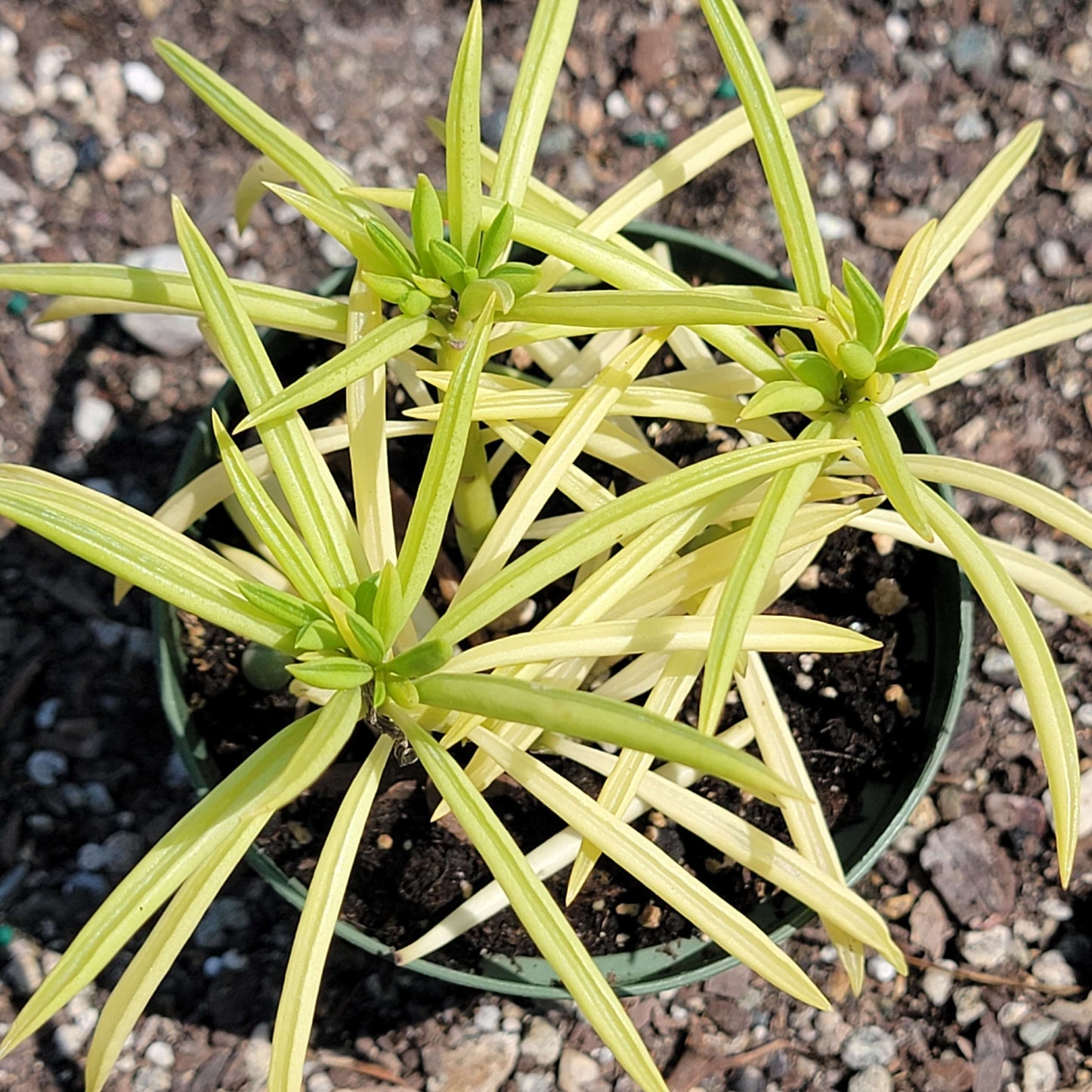 Peperomia ferreyrae 'Happy Bean' - 4 Inch Assorted - Succulent - DesertScapeSucculent