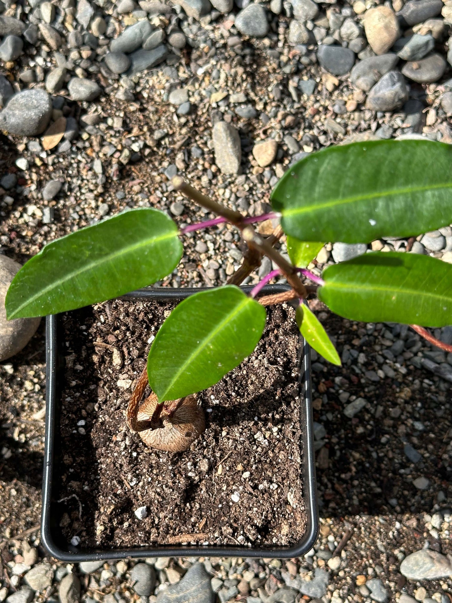 Petopentia natalensis - 6 Inch Assorted - Succulent - DesertScapeSucculent