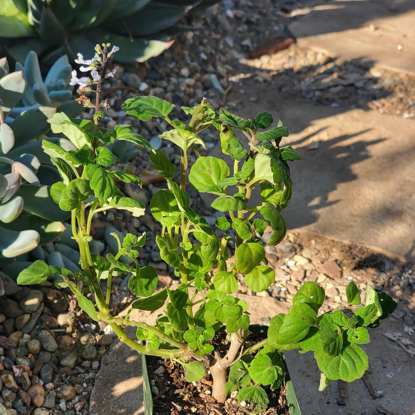 Plectranthus ernstii - 4 Inch - Succulent - DesertScapeSucculent