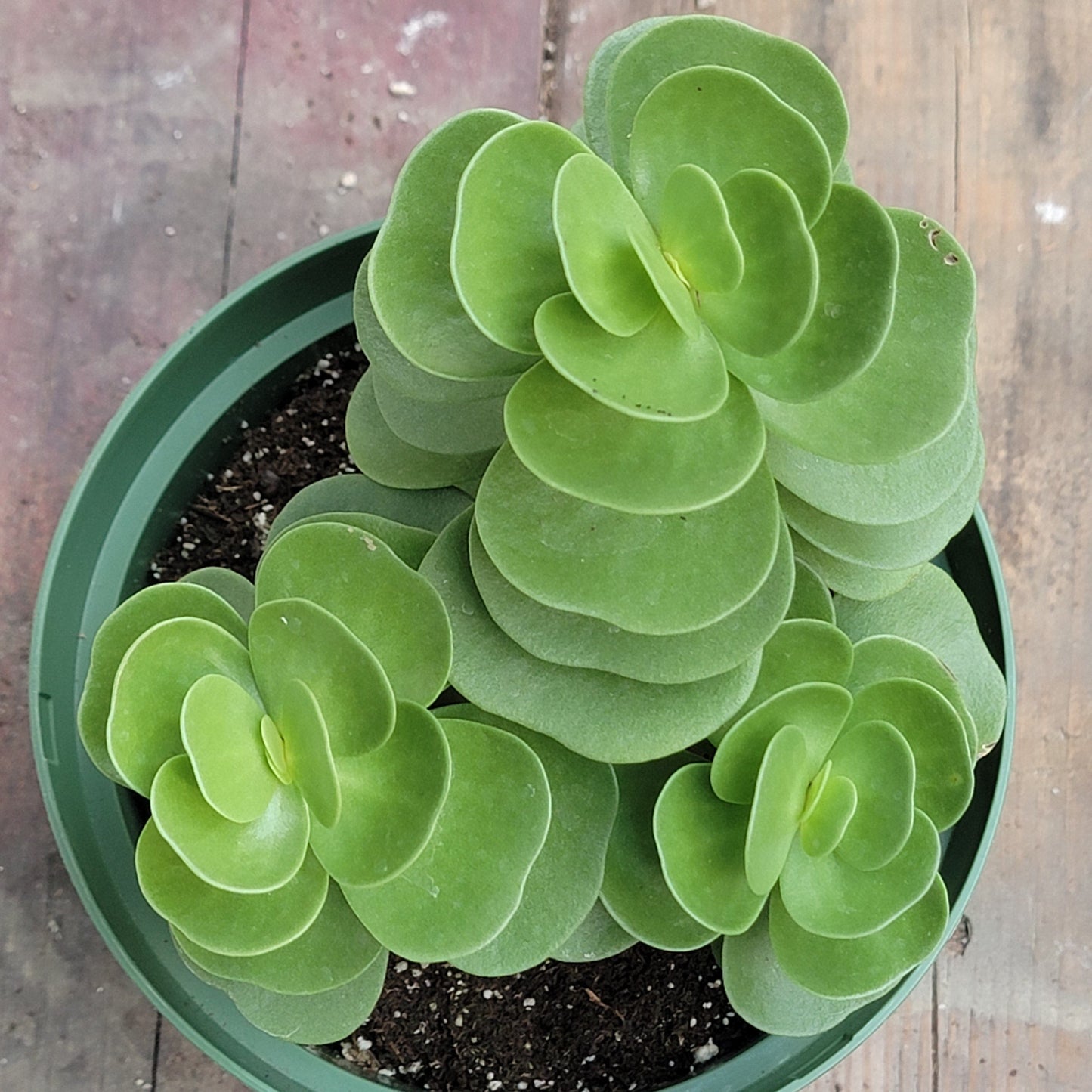 Portulaca molokiniensis - 6 Inch - Succulent - DesertScapeSucculent