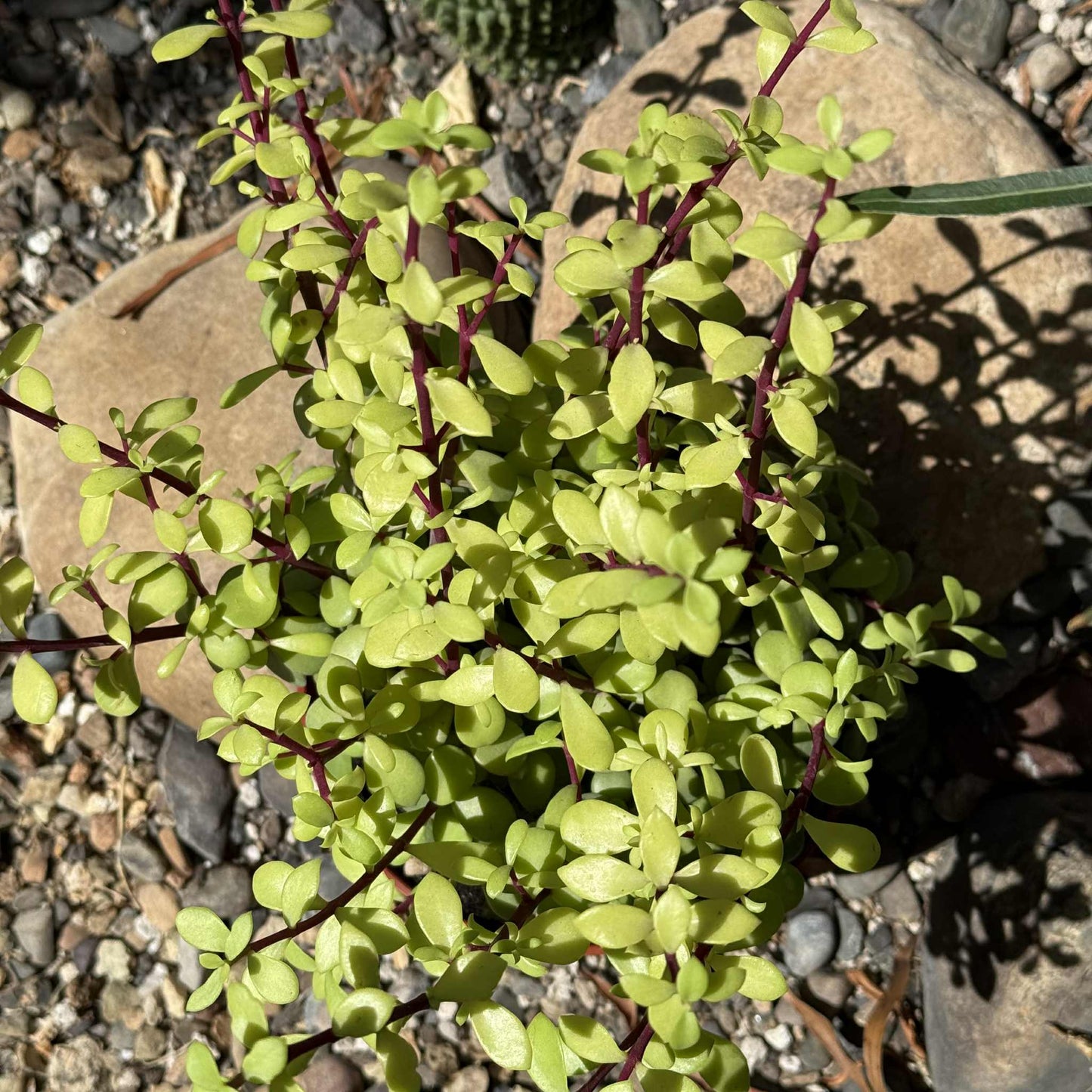 Portulacaria prostrata - 1 Gal Assorted - Succulent - DesertScapeSucculent