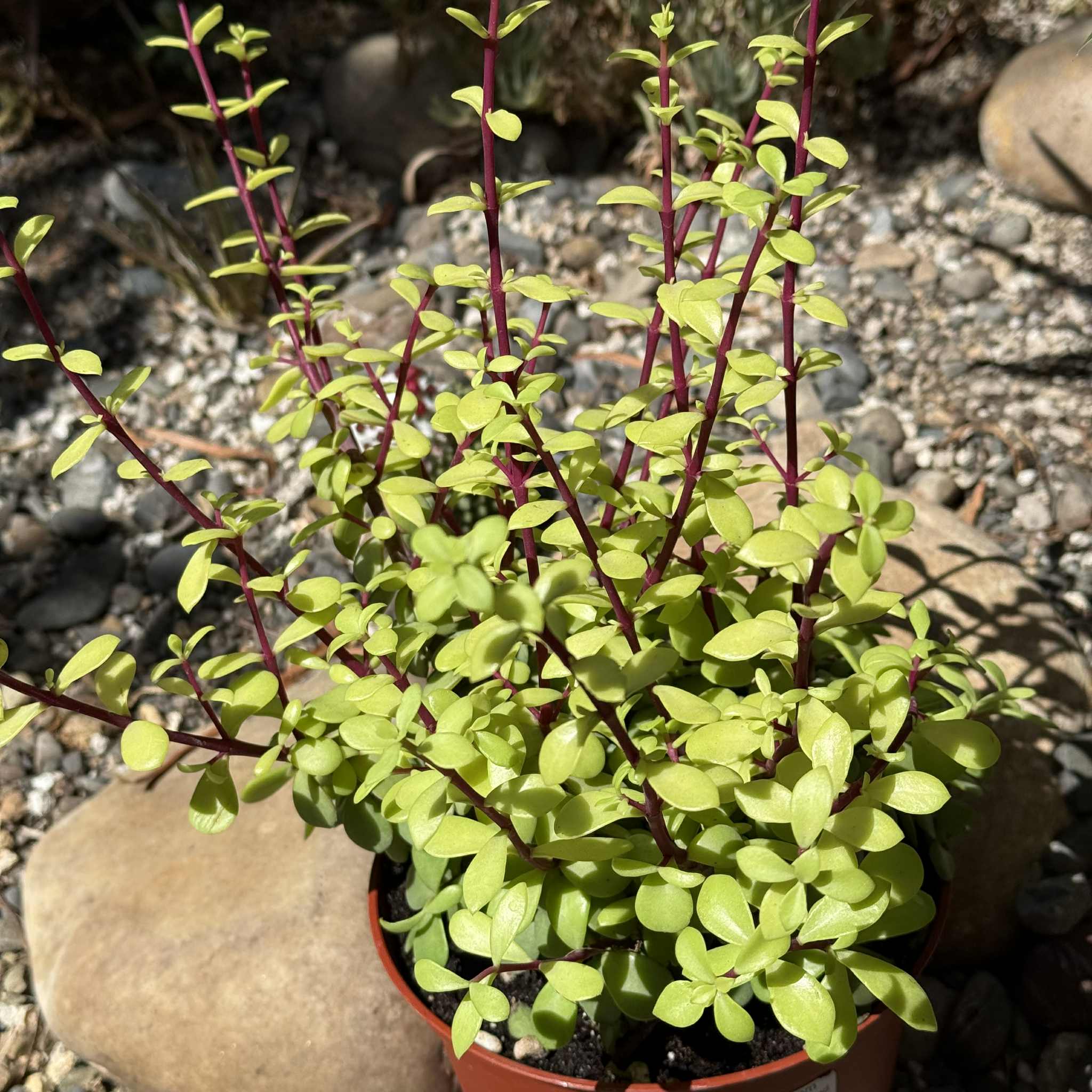 portulacaria afra prostrata Portulacaria prostrata – DesertScapeSucculent