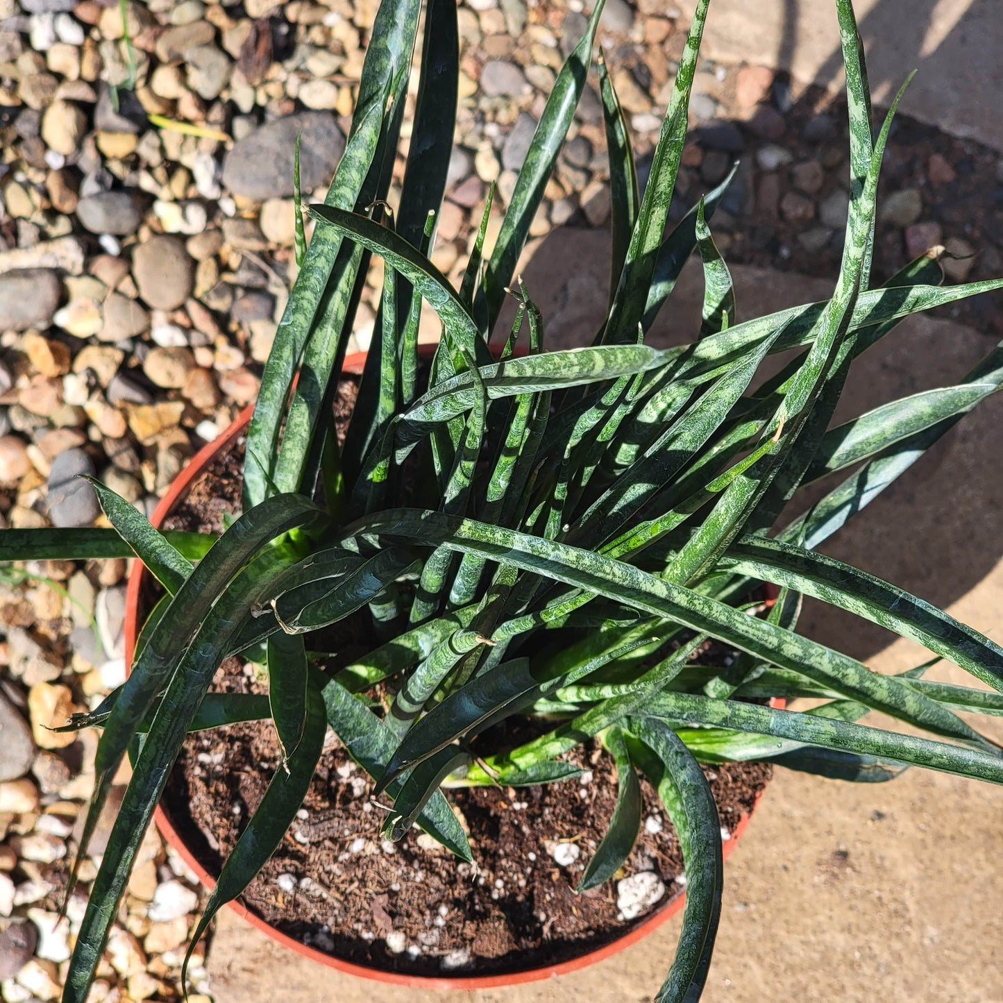 Sansevieria 'Fernwood' 'Mikado' - 6 Inch Assorted - Succulent - DesertScapeSucculent
