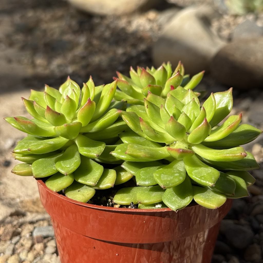 letizia succulent Sedeveria 'Letizia'