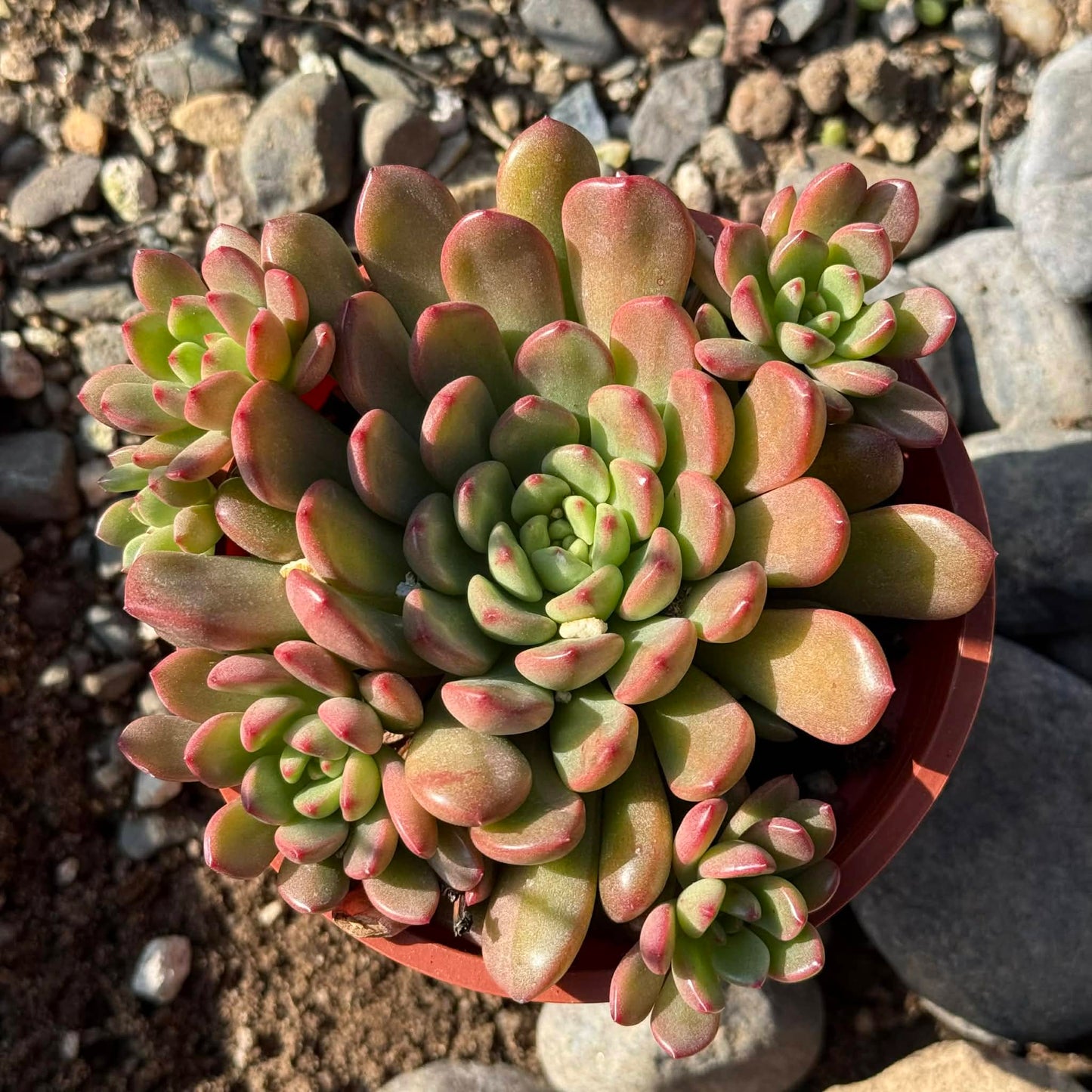 DesertScapeSucculent Succulent 4 Inch Sedeveria 'Pink Ruby'