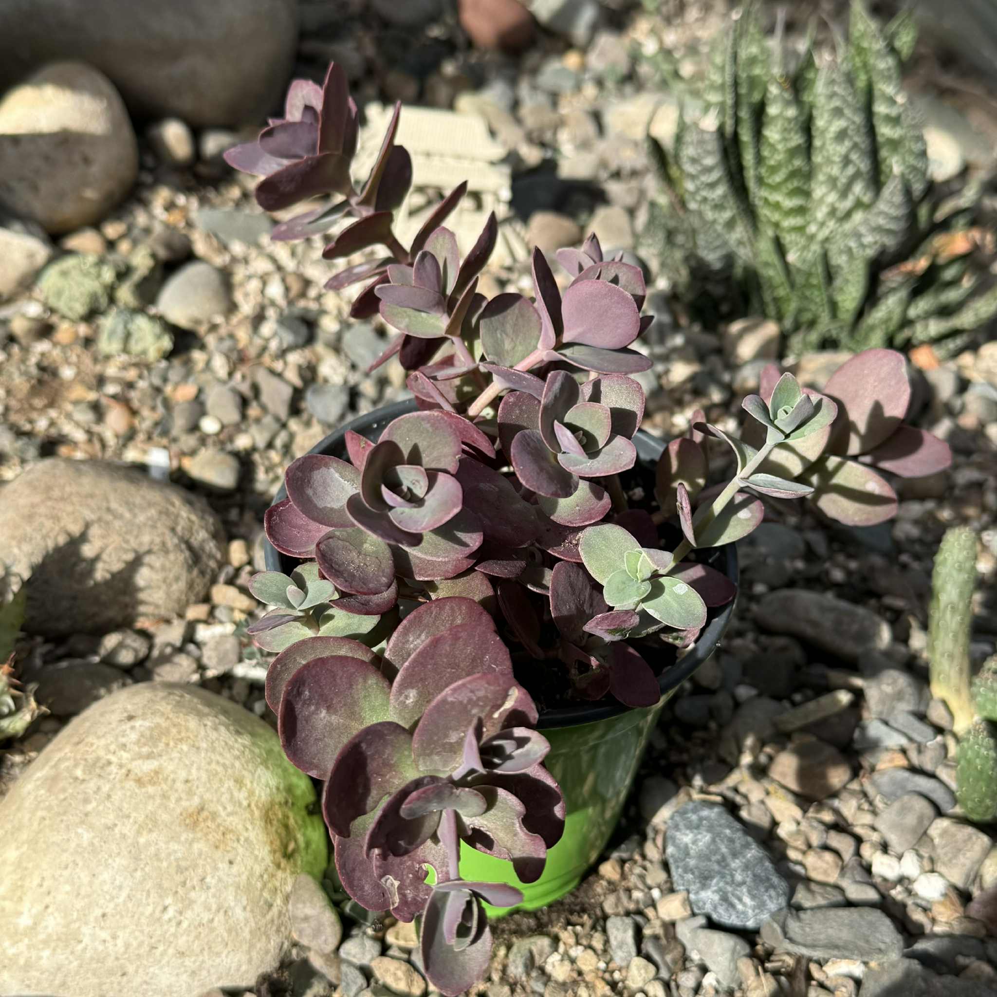succulent tart Sedum SunSparkler 'Cherry Tart' – DesertScapeSucculent