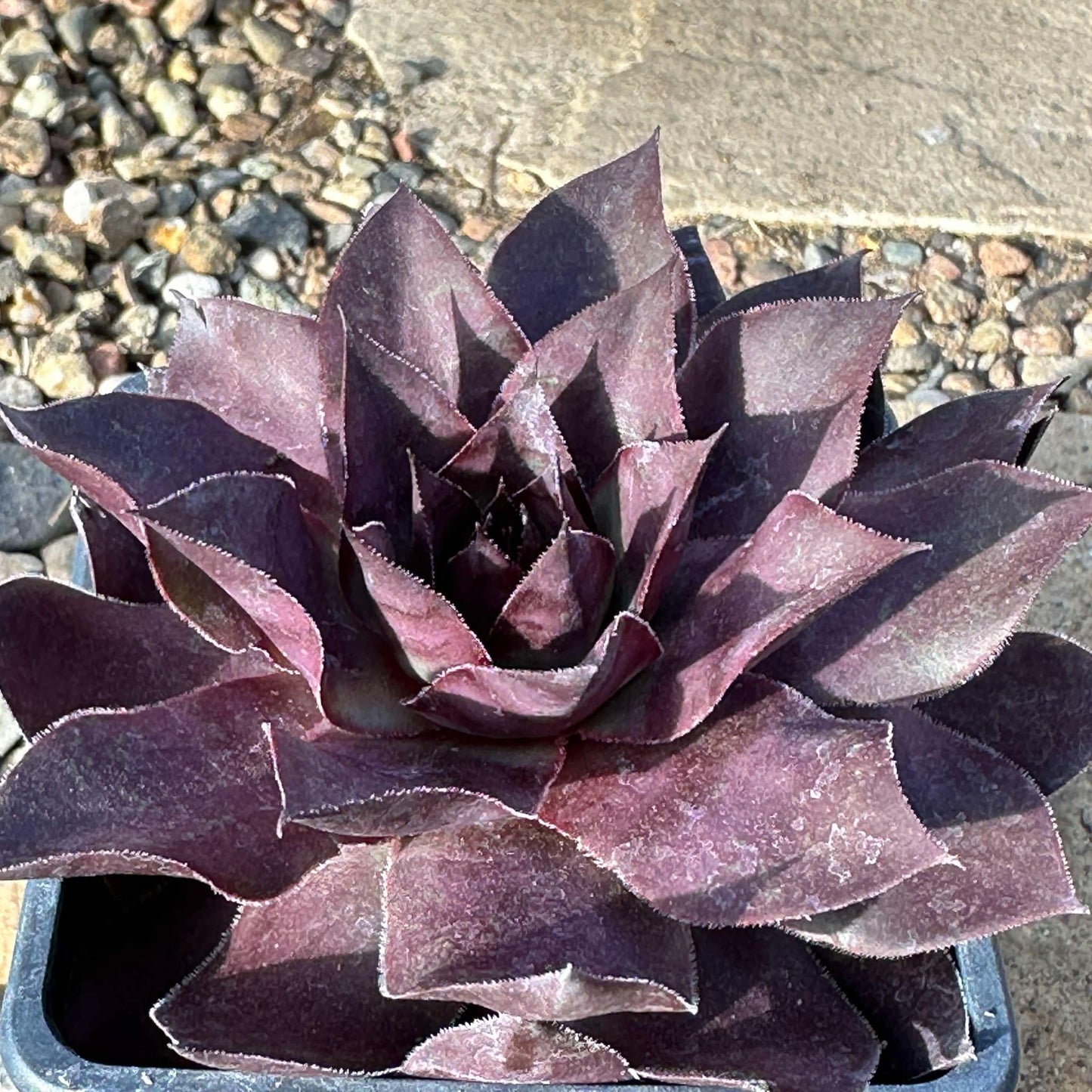 Sempervivum 'Onyx' - 4 Inch Assorted - Succulent - DesertScapeSucculent