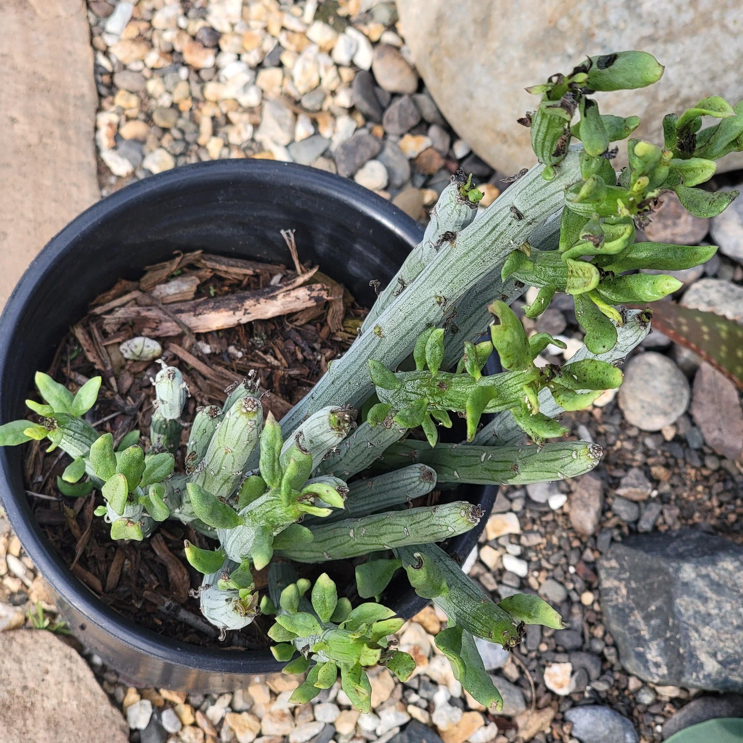 Senecio anteuphorbium 'Swizzle Sticks' - 1 gal Assorted - Succulent - DesertScapeSucculent