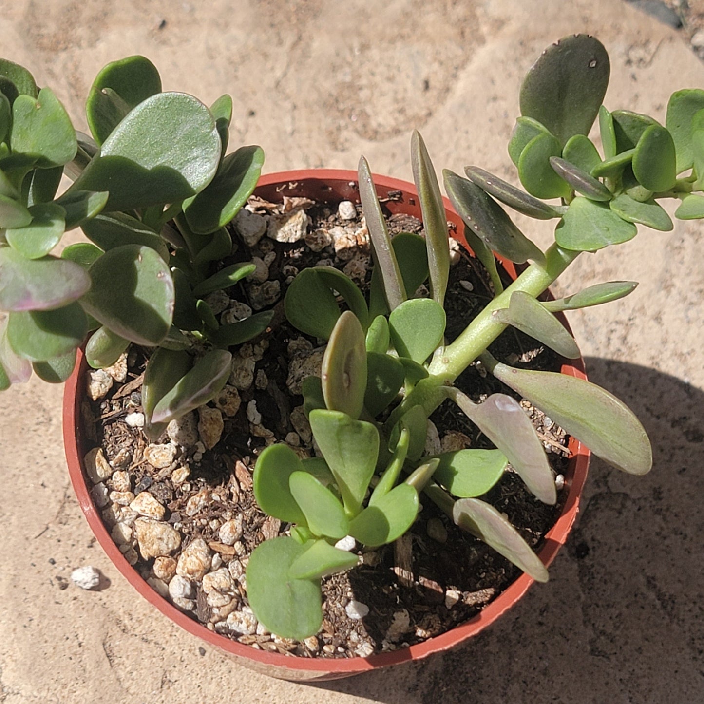 Senecio Crassissimus 'Vertical Leaf Senecio' - 4 Inch Assorted - Succulent - DesertScapeSucculent