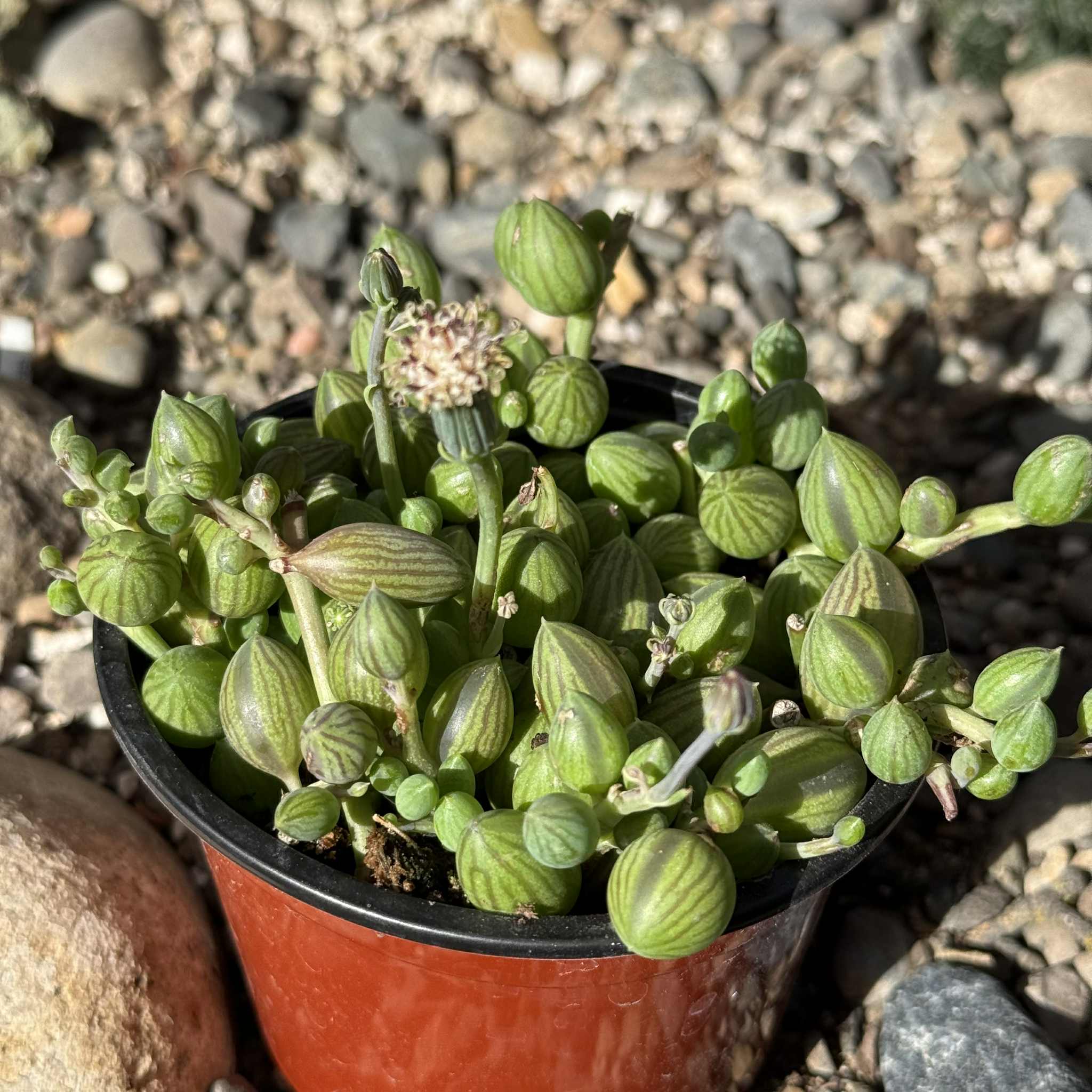 watermelon plant succulent Senecio Herreianus 'String of Watermelon'