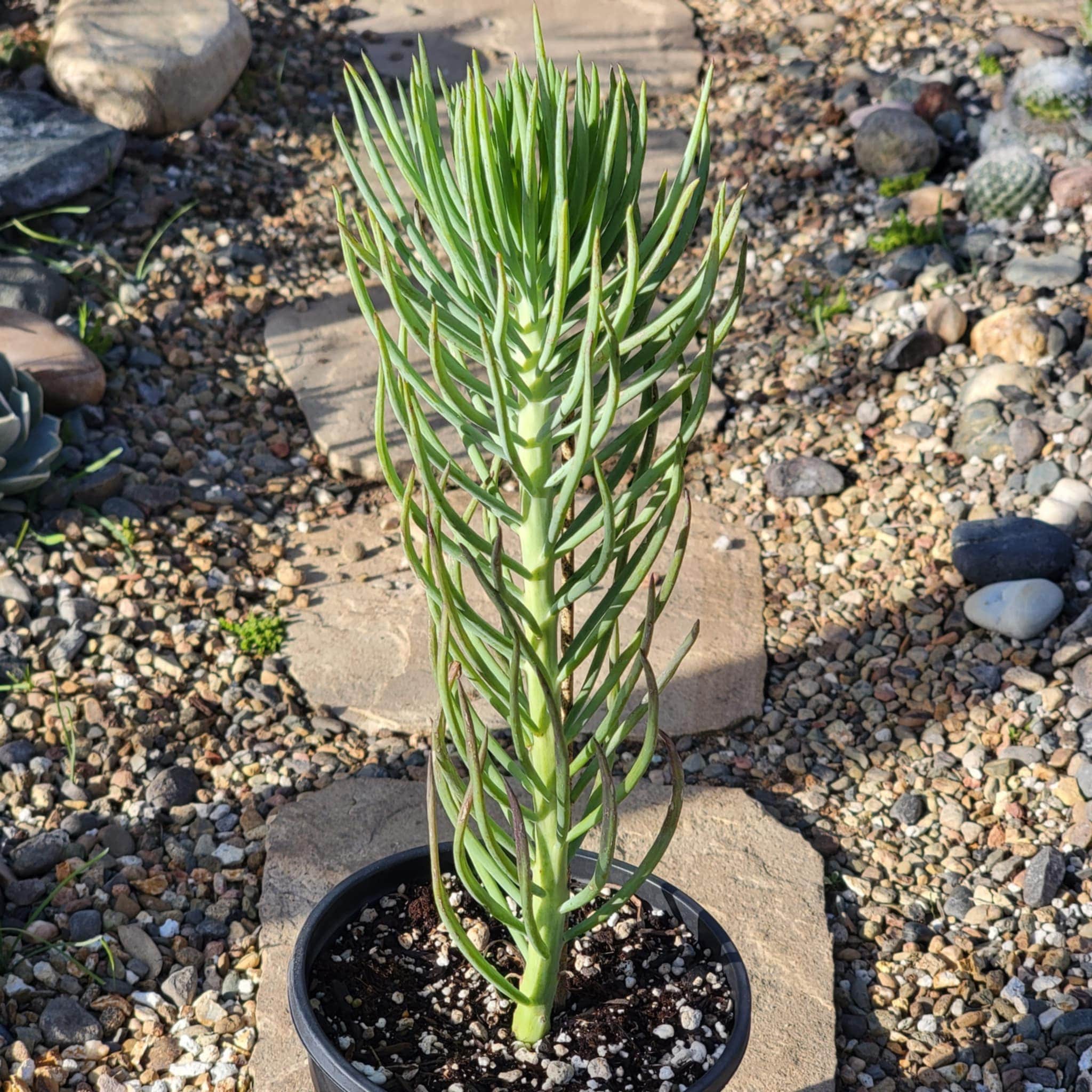 blue finger succulent Senecio vitalis 'Blue Chalk Fingers' – DesertScapeSucculent