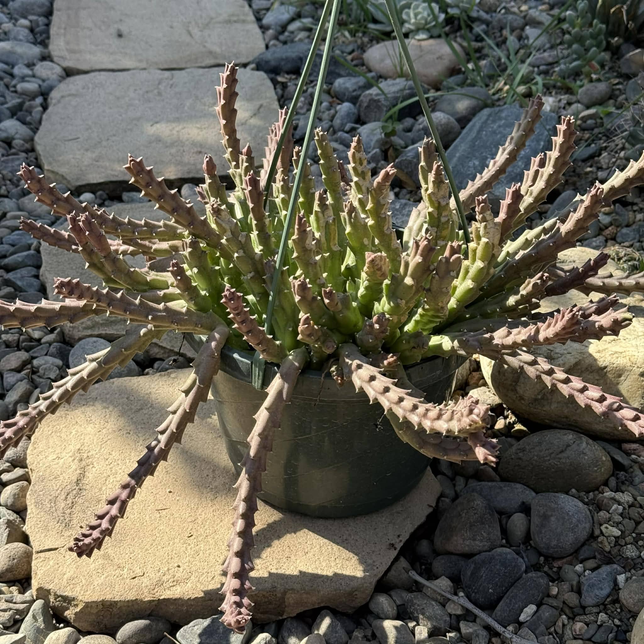 succulents stapelia Stapelia orbea variegata – DesertScapeSucculent