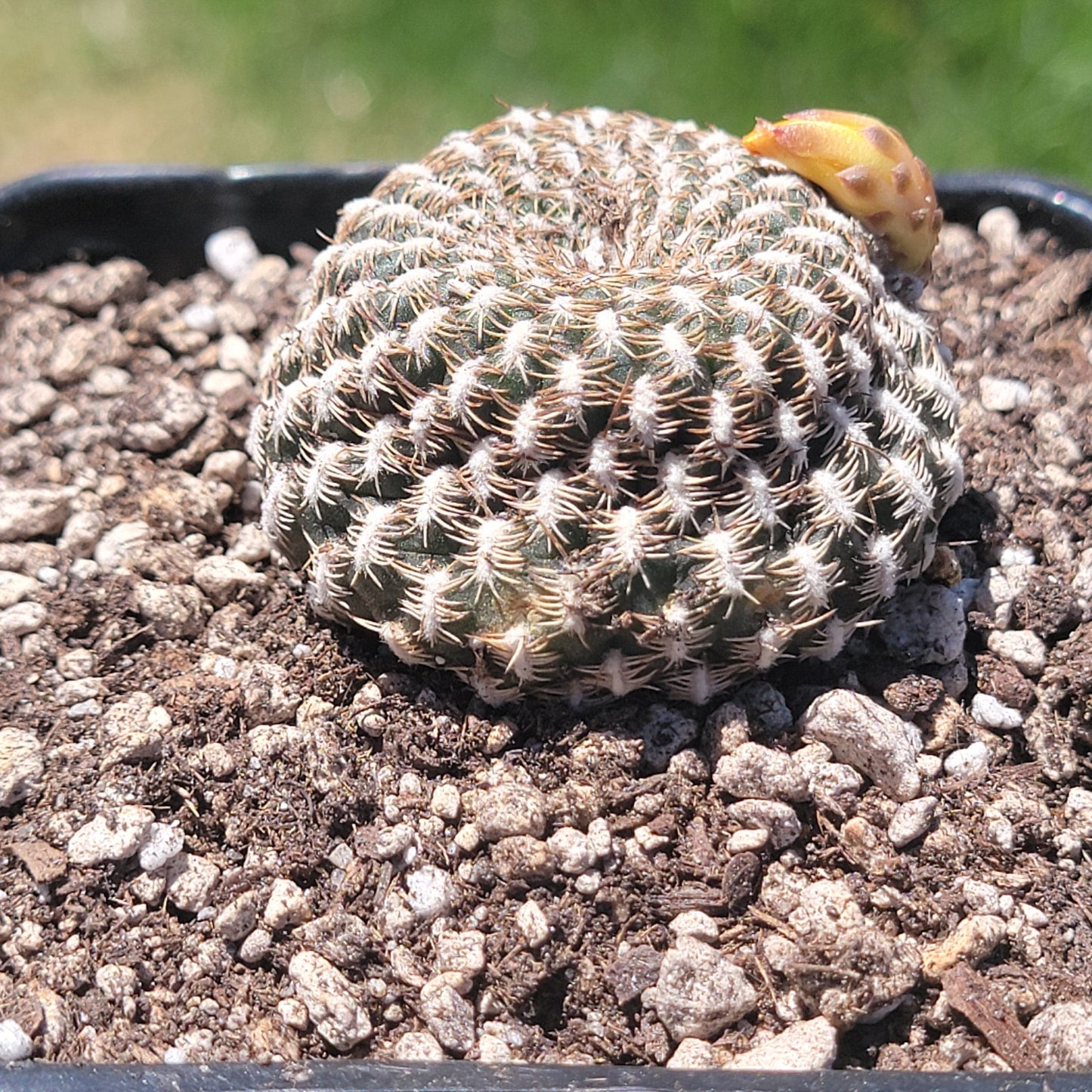Sulcorebutia Arenacea - Single 4A - Cactus - DesertScapeSucculent