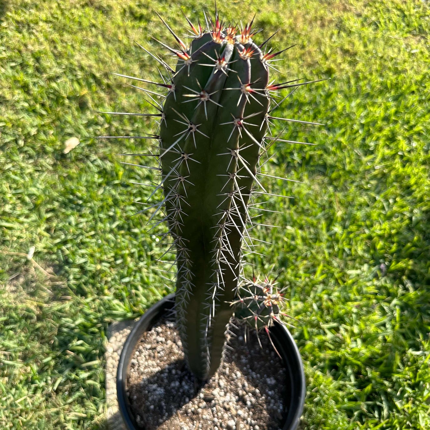 Trichocereus - 5 gal Assorted - Succulent - DesertScapeSucculent