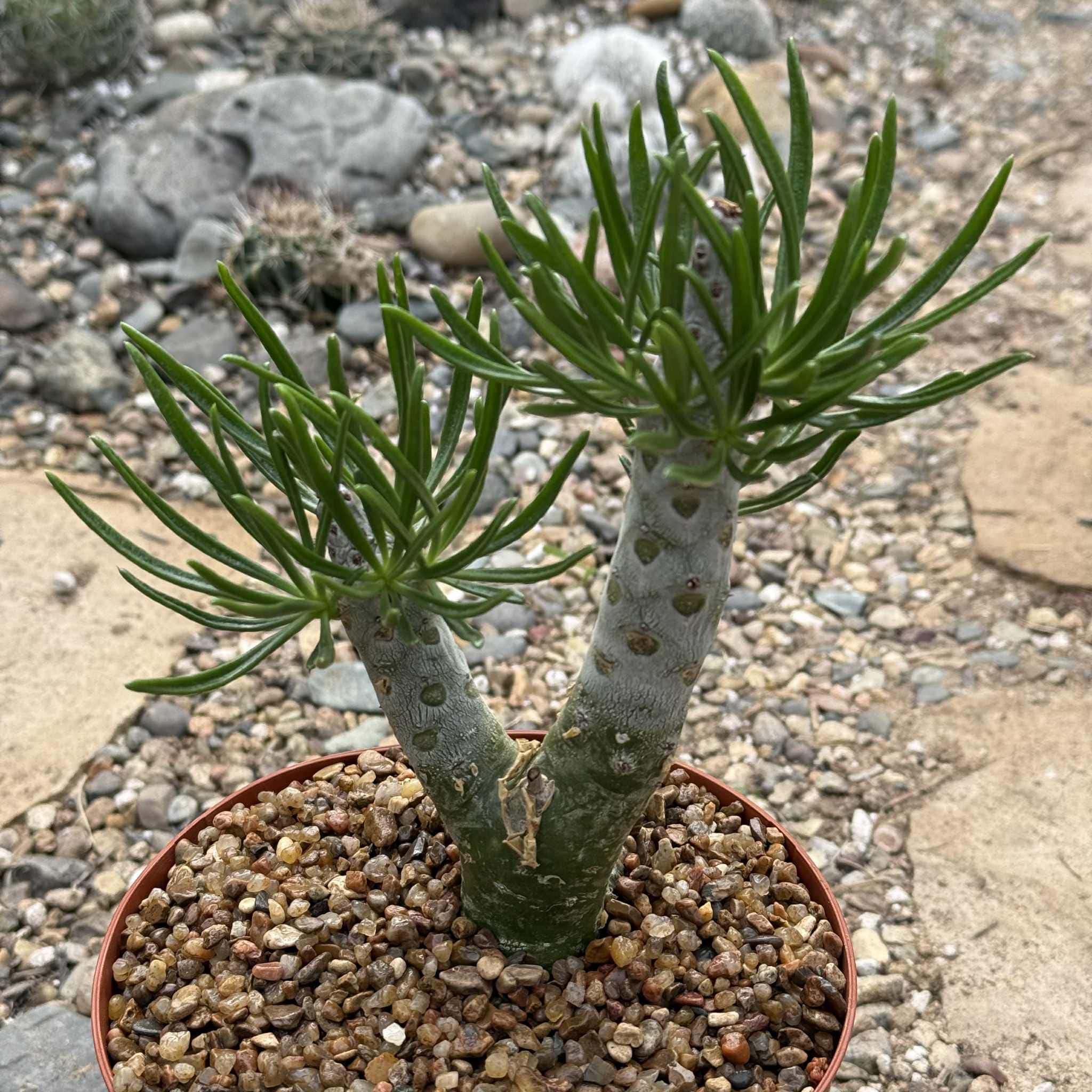 Tylecodon paniculatus dinteri – DesertScapeSucculent