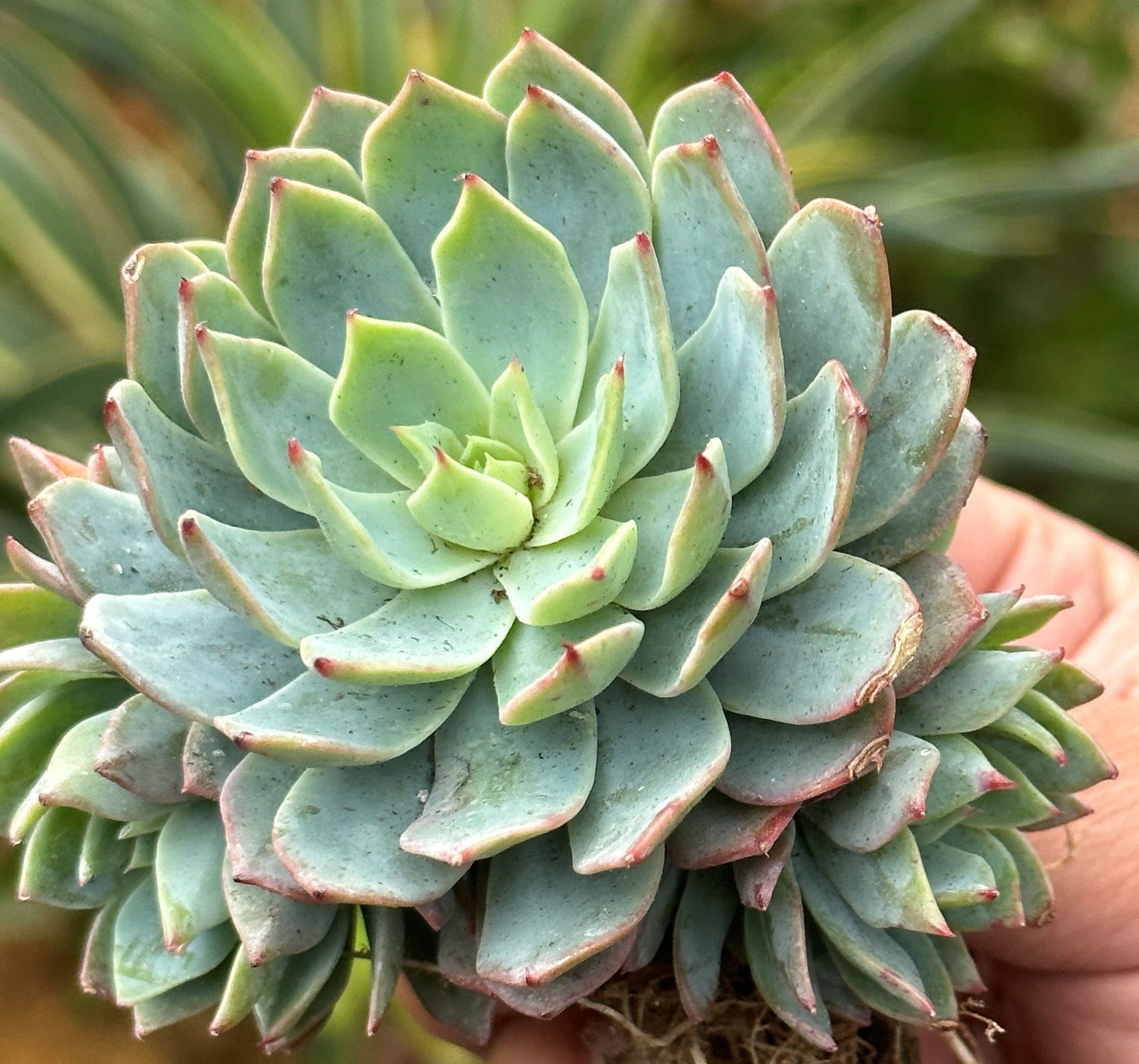 Echeveria Canadian DesertScapeSucculent echeveria-canadian-desertscapesucculent