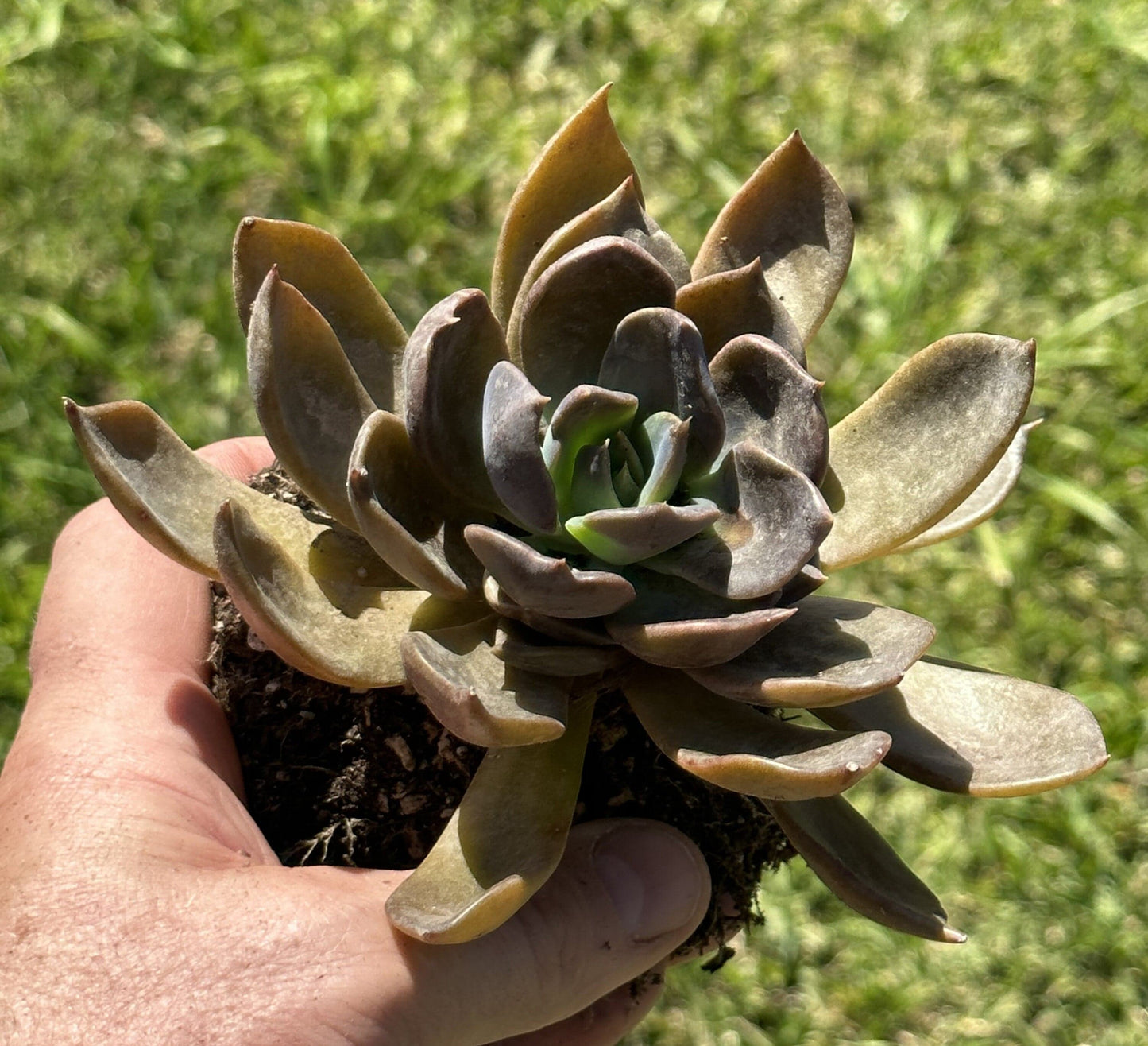 Echeveria 'Dark Moon' - Single 4B - DesertScapeSucculent
