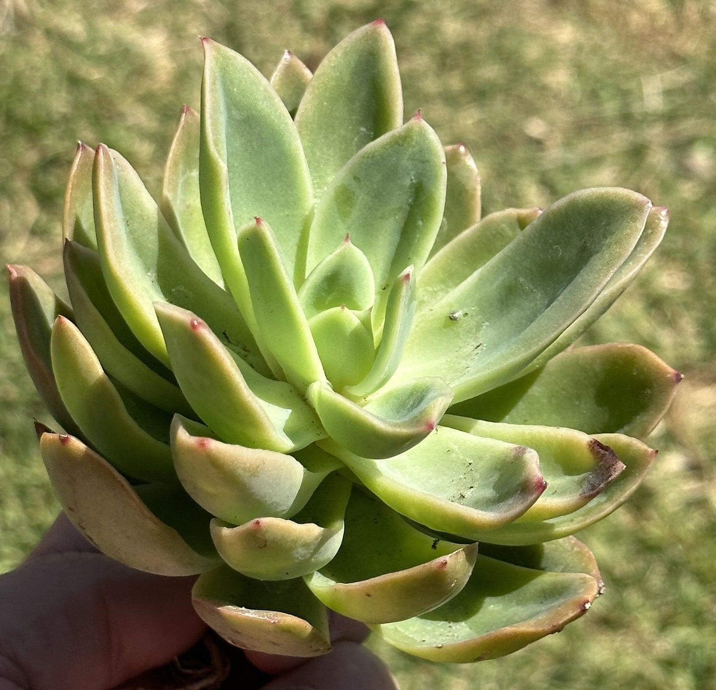 Echeveria 'Derek' - Single 4A - DesertScapeSucculent
