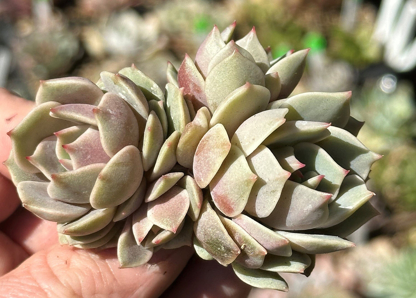 Echeveria 'Lola' Clusters - Cluster 4A - DesertScapeSucculent