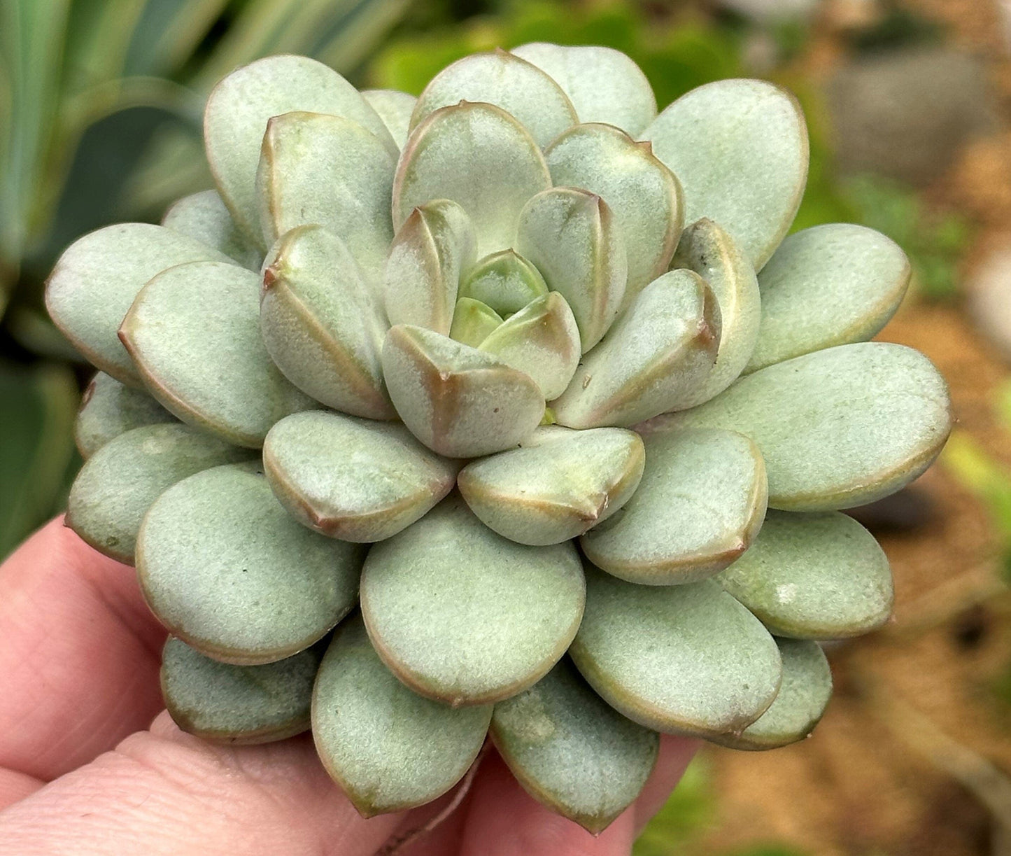 Graptoveria 'Amethorium' - 4 Inch Assorted - Succulent - DesertScapeSucculent