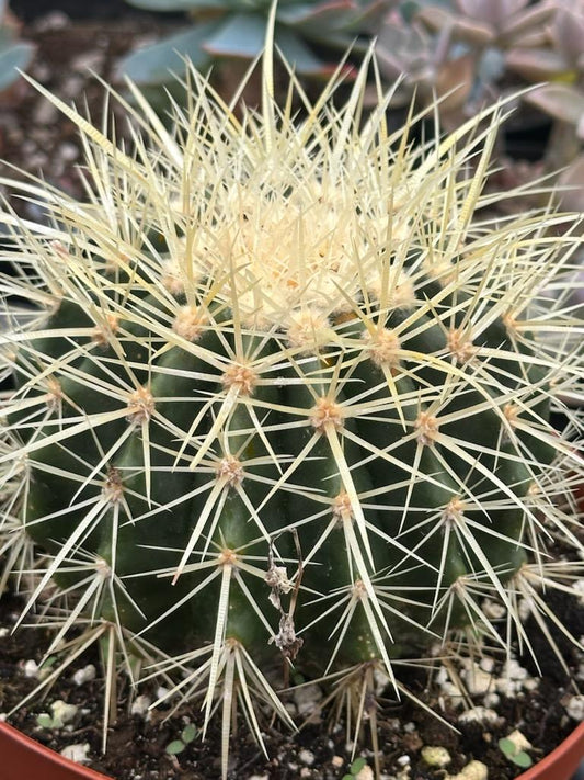 Echinocactus grusonii 'Cactus barril dorado'