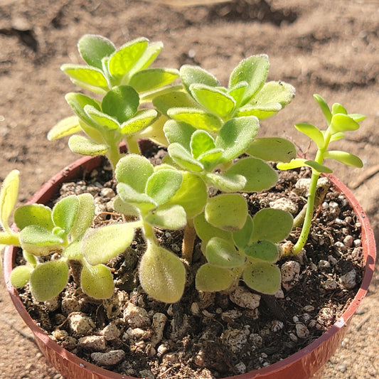 Plectranthus amboinicuis 'Vick's Plant' 'Spanish Tyme'