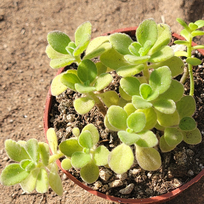 Plectranthus amboinicuis 'Vick's Plant' 'Spanish Tyme'