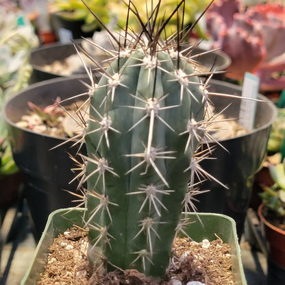 Stetsonia coryne 'Toothpick Cactus'