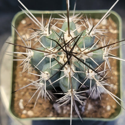 Stetsonia coryne 'Toothpick Cactus'