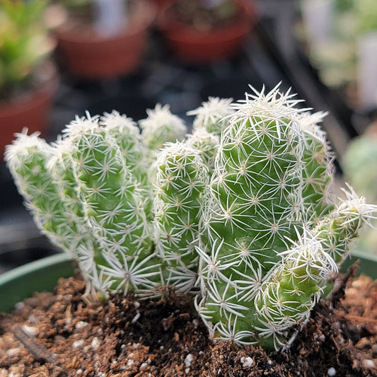 Mammillaria gracilis fragilis 'Cactus dé à coudre'