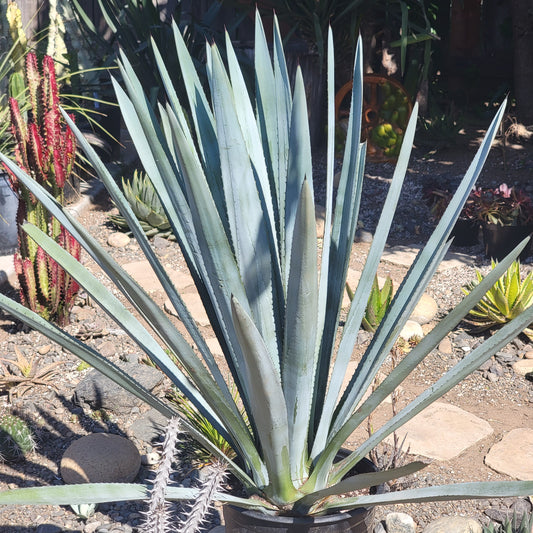 Agave tequilana F.A.C.Weber