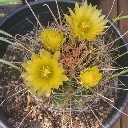 Ferocactus hamatacanthus 'Texas Barrel Cactus'