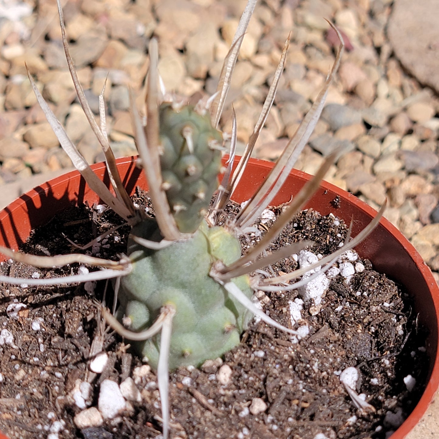 Tephrocactus articulatus var. papyracanthu 'Cactus de columna de papel'