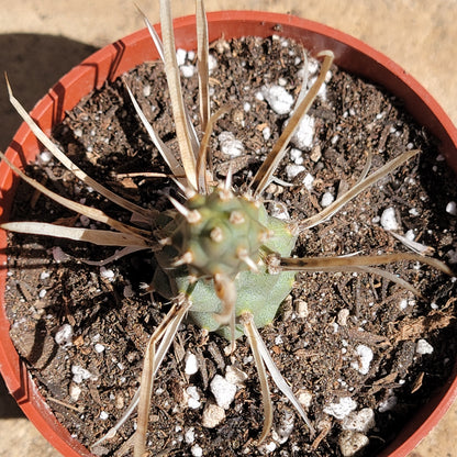 Tephrocactus articulatus var. papyracanthu 'Cactus de columna de papel'