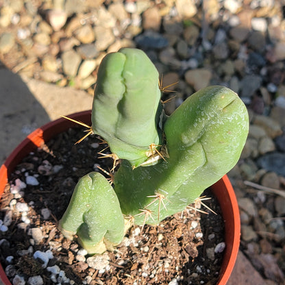 Trichocereus Bridgesii Monstrose 'Penis Cactus'