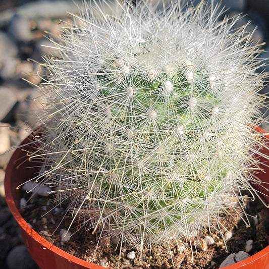 Mammillaria senilis