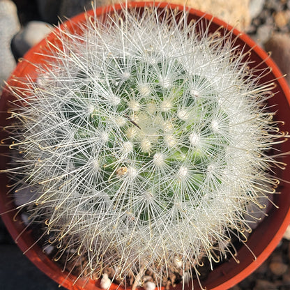 Mammillaria senilis